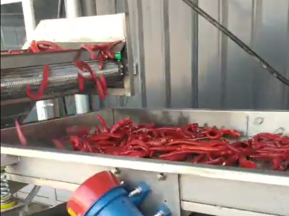 辣椒加工流水線 辣椒加工流水線